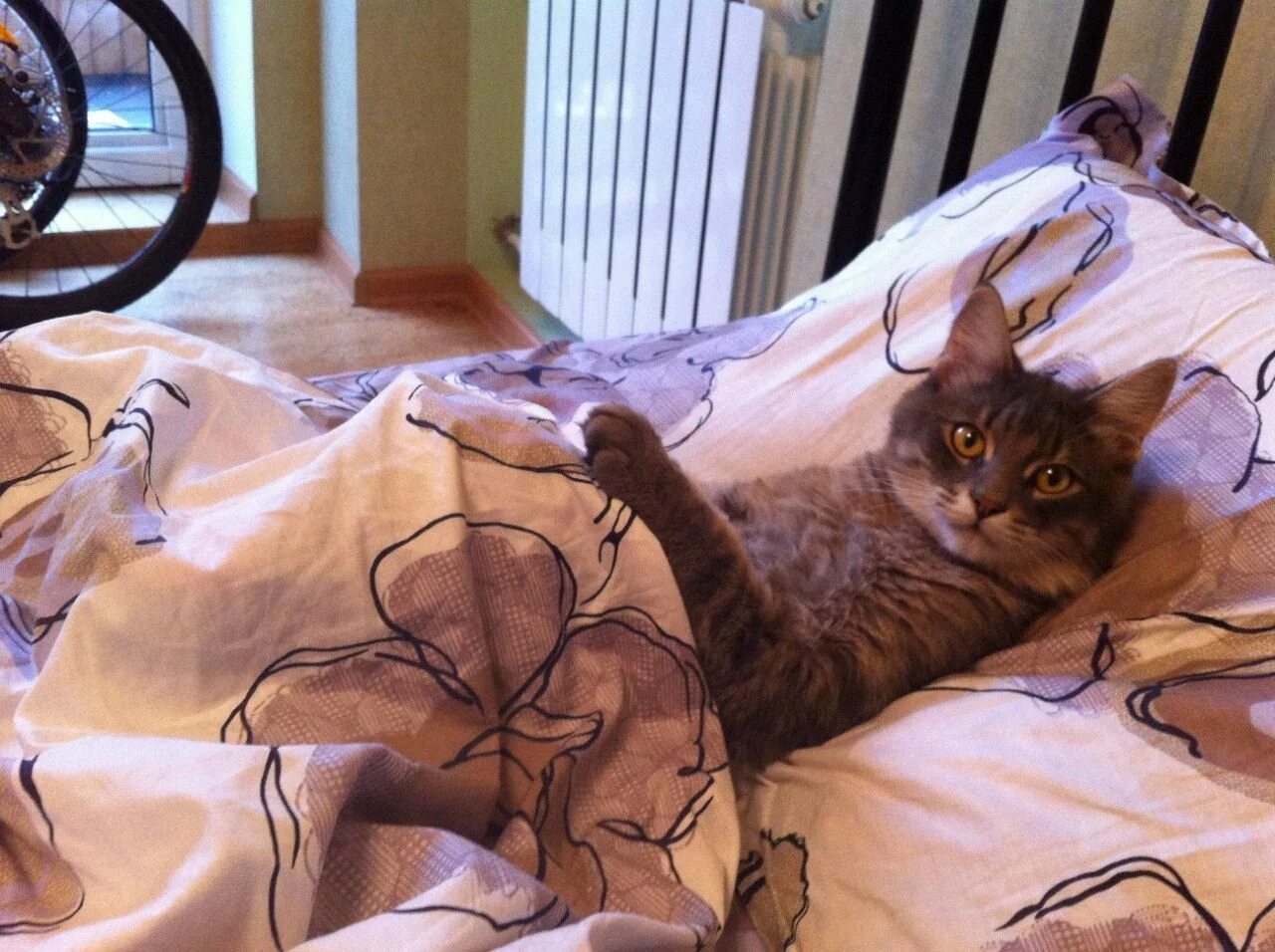 Котик идет спать. Спящий синий кот. Спокойной ночи за компьютером. Спящий кот ночью. Кот спит вечером.