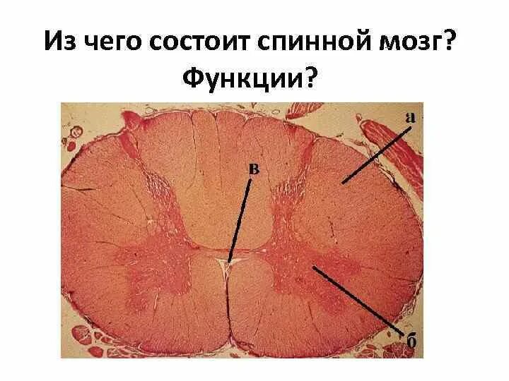Спайк спинного мозга
