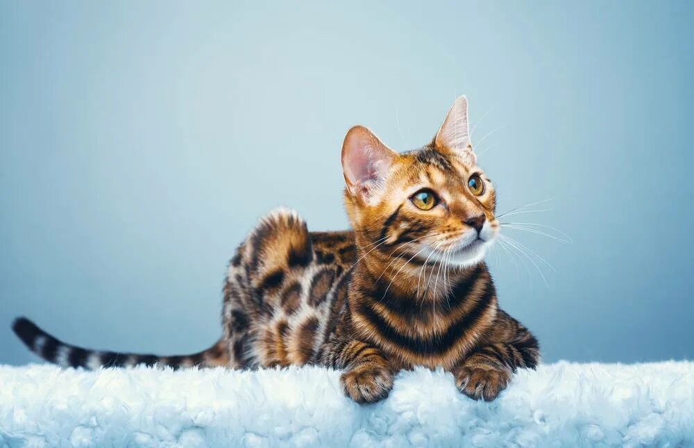 Порода кошек д. Бенгальский кот. Бенгальский кот полосатый. Блю тебби Бенгальская кошка. Манчкин бенгал.