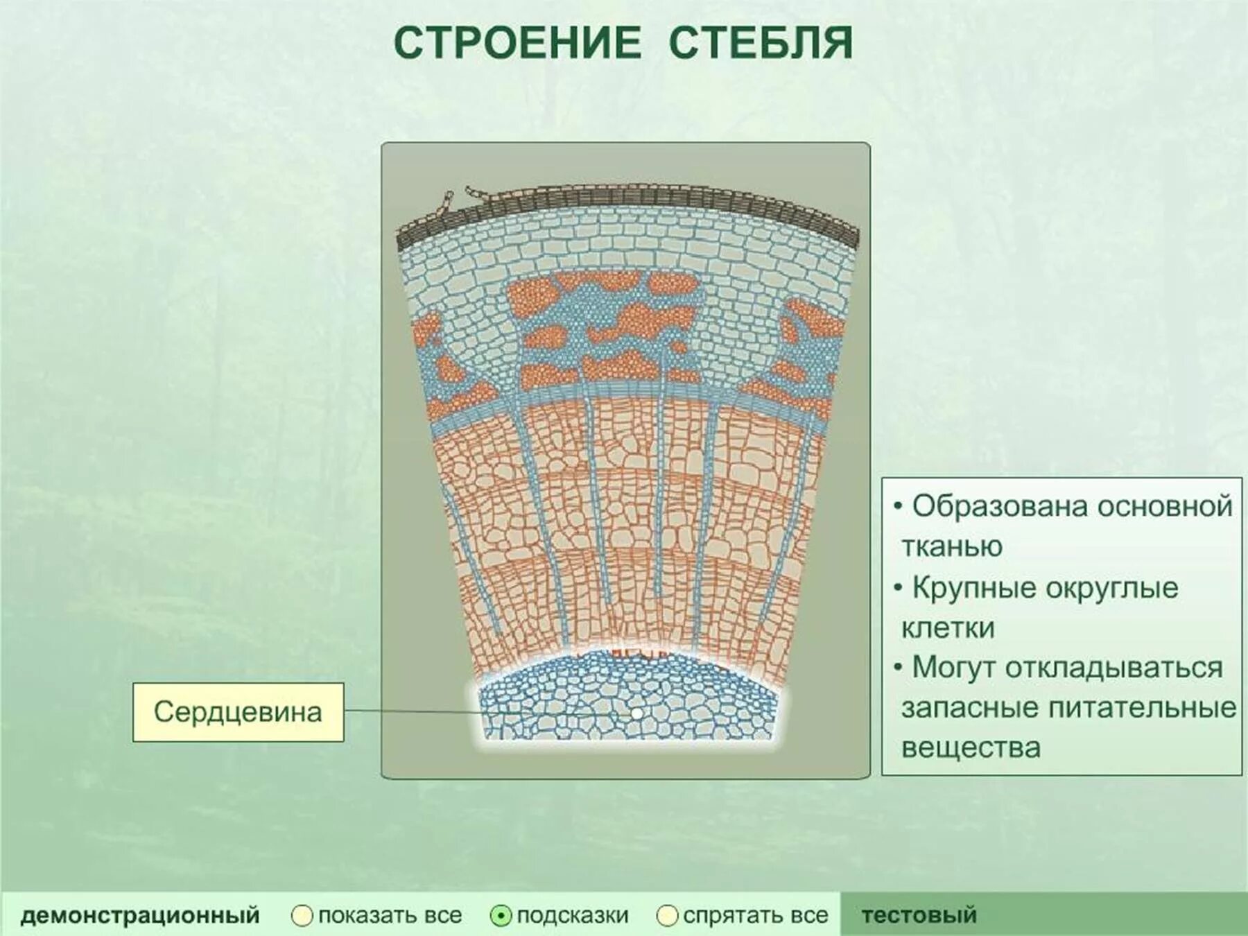 Строение сердцевины стебля. Строение сердцевины стебля
