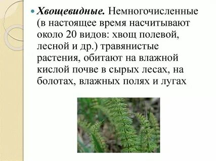 Характеристика плаунов и хвощей 7 класс