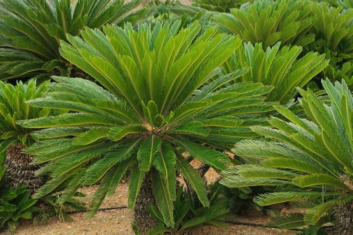 Cycas revoluta. Саговниковые Голосеменные растения. Саговник поникший Цикас. Саговник Вудса. Саговниковые хвойные