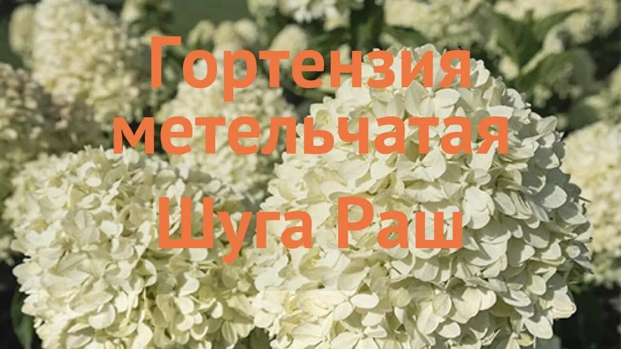 Метельчатая шуга раш