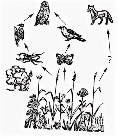 Цепь питания луга 5 класс биология. Цепочка питания луг раскраска. Цепь питания Луга для детей. Рисунок питания на лугу. Две цепи питания Луга карандашом.
