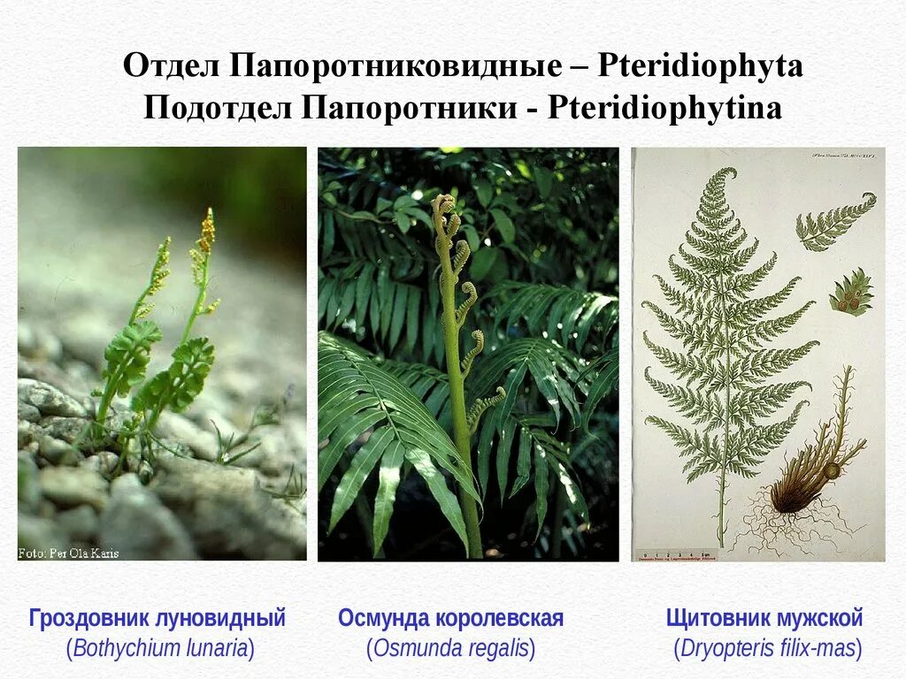 Отдел Папоротниковидные представители. Отдел Папоротниковидные (Polypodiophyta). Высшие споровые растения Папоротникообразные. Папоротник Осмунда Королевская. Примеры папоротниковых растений