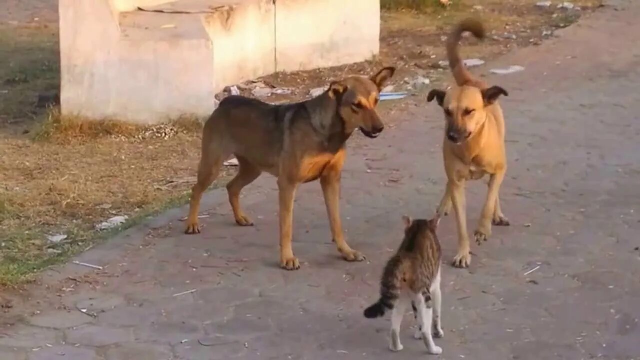 Кошка бросается на собаку