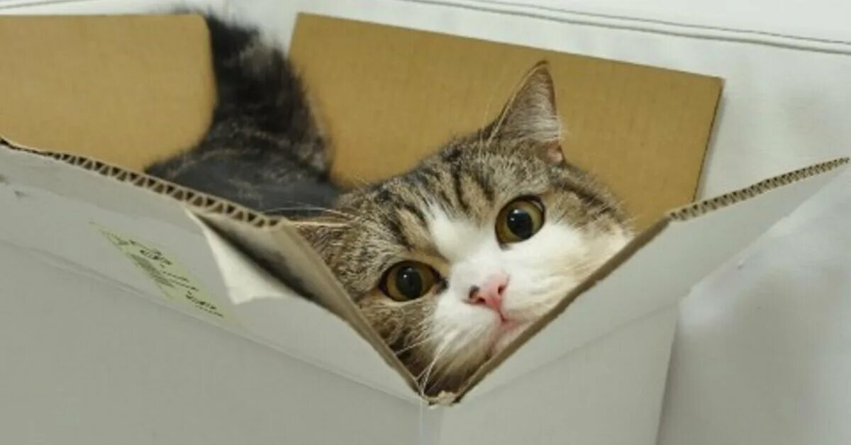 Прятаться в коробке. Кошки в коробках. котик в коробке. кот мару. кот мару в коробке.