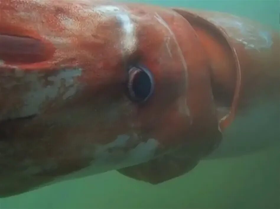 Как выглядит глаз кальмара Inside the Frenzy for Japan’s Mysteriously Glowing Firefly Squid Soggy Science
