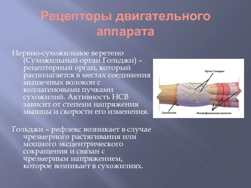 Соединительная мышца. Нервно-сухожильные веретена. Сухожильный орган Гольджи (нервно-сухожильное Веретено). Функция сухожильных рецепторов рецепторы Гольджи. Нервносухожильные вертёна.