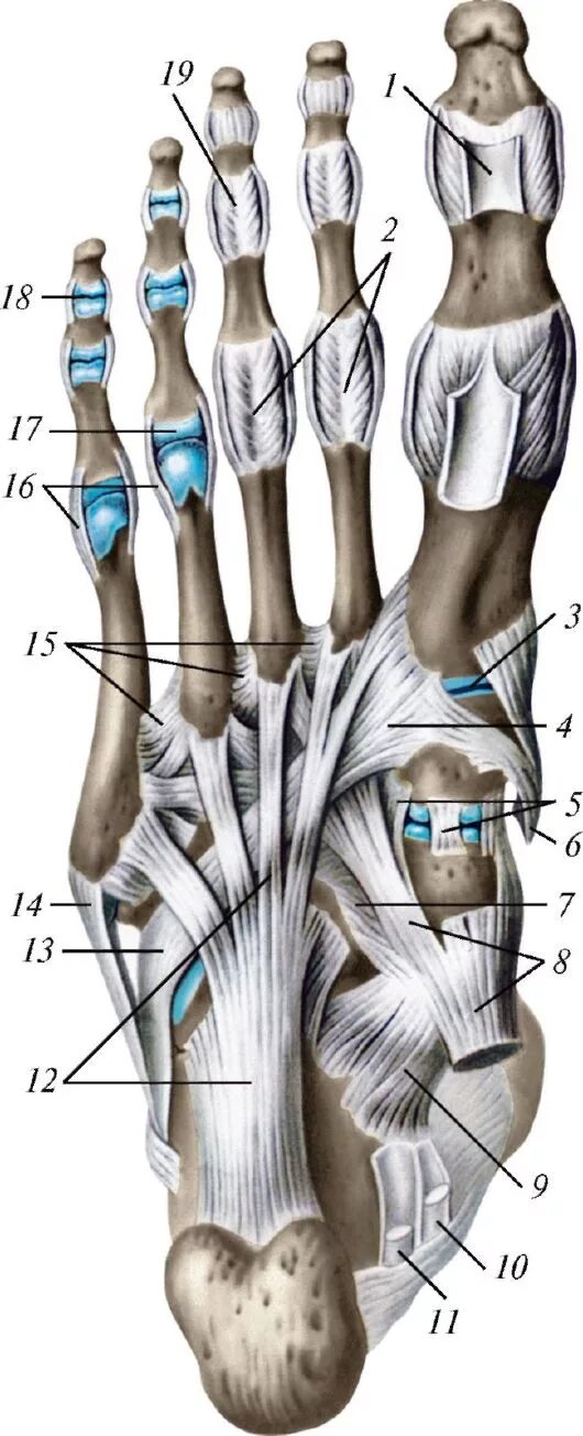 Связочный аппарат стопы. Межкостные плюсневые связки. Предплюсне-плюсневые суставы связки. Анатомия суставов плюсны стопы. Стопа анатомия кости и суставы.
