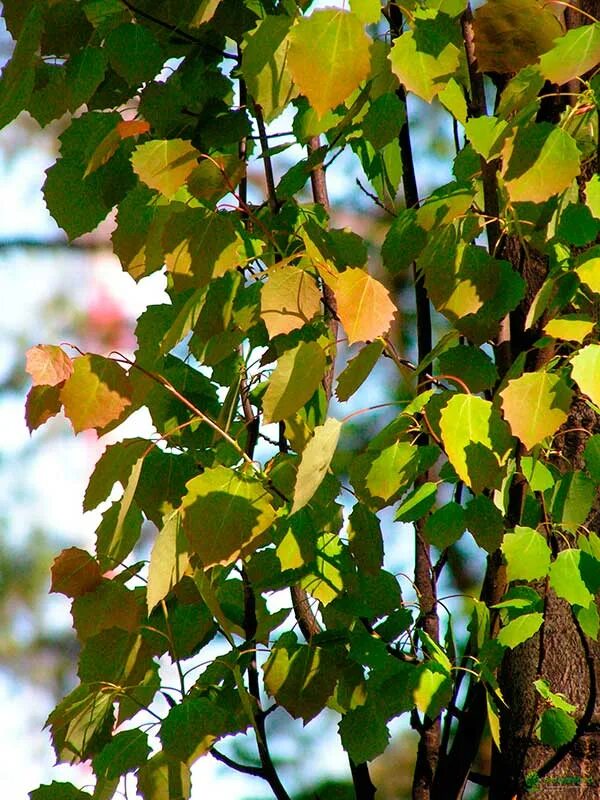 Осина (Populus tremula). Осина обыкновенная (Populus tremula). Тополь дрожащий осина. Тополь дрожащий (Populus tremula). Осина в какой природной