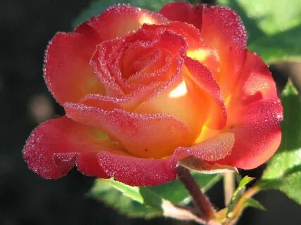 Самые красивые прекрасные розы