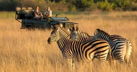 Wildlife safari