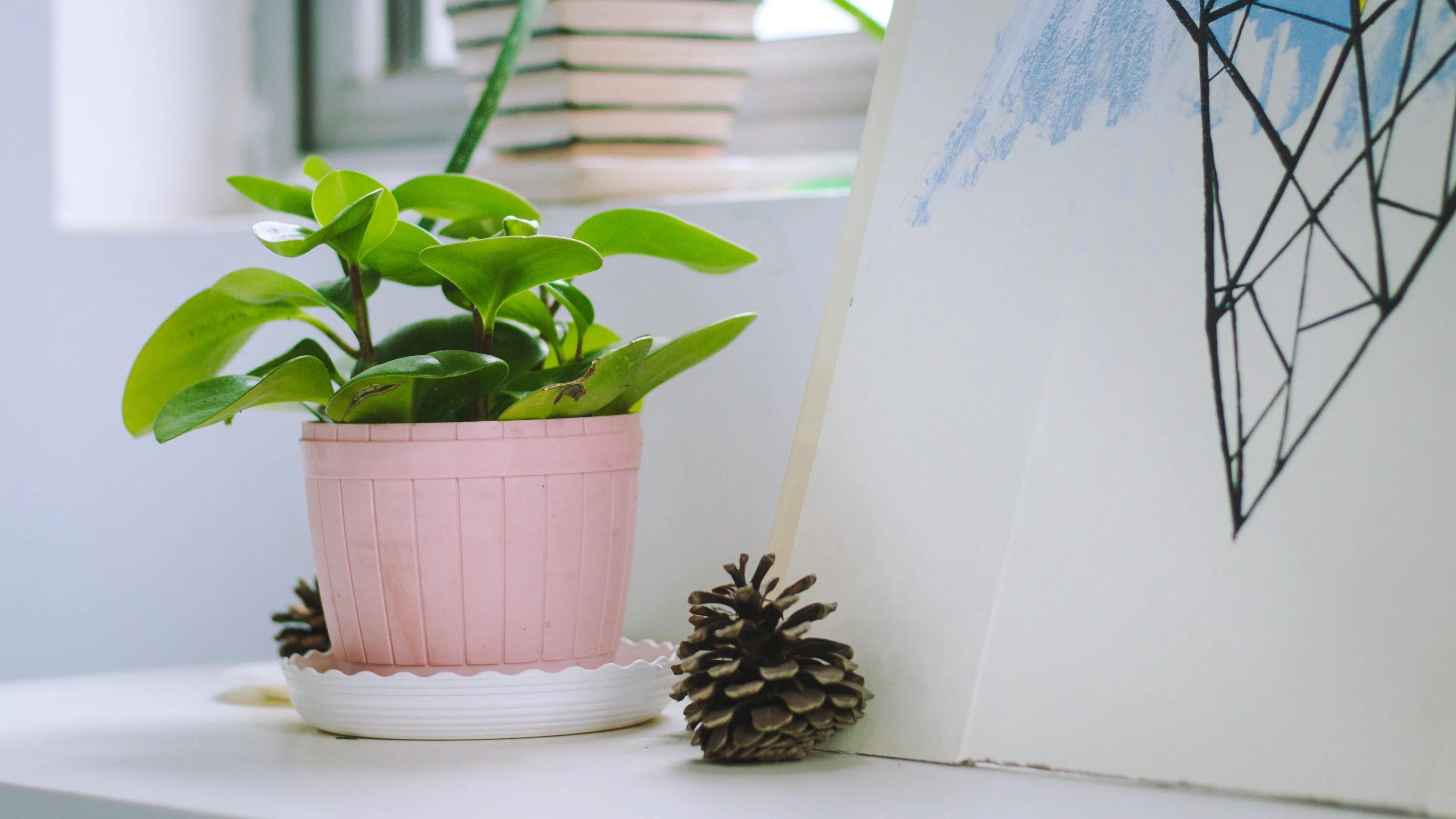 Indoor flowers. Комнатные растения. Цветок в горшке. Растения для дома. Цветок в горшке на столе.