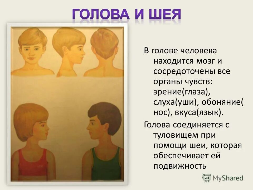 Из чего состоит голова человека для детей. Части тела для дошкольников в картинках описания голова шея.