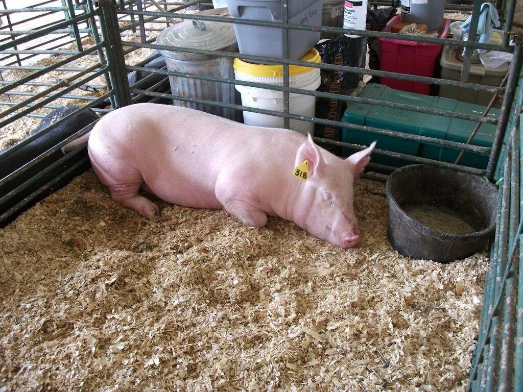 Свинарник. Доращивание свиней. Разведение поросят. Свинья в хлеву. Свинья в свинарнике