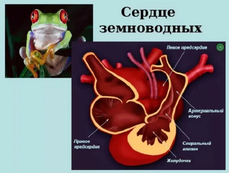 В левом предсердии земноводных. Схема строения сердца амфибий. Строение сердца земноводных. Строение сердца лягушки. Строение кровеносной системы амфибий схема.