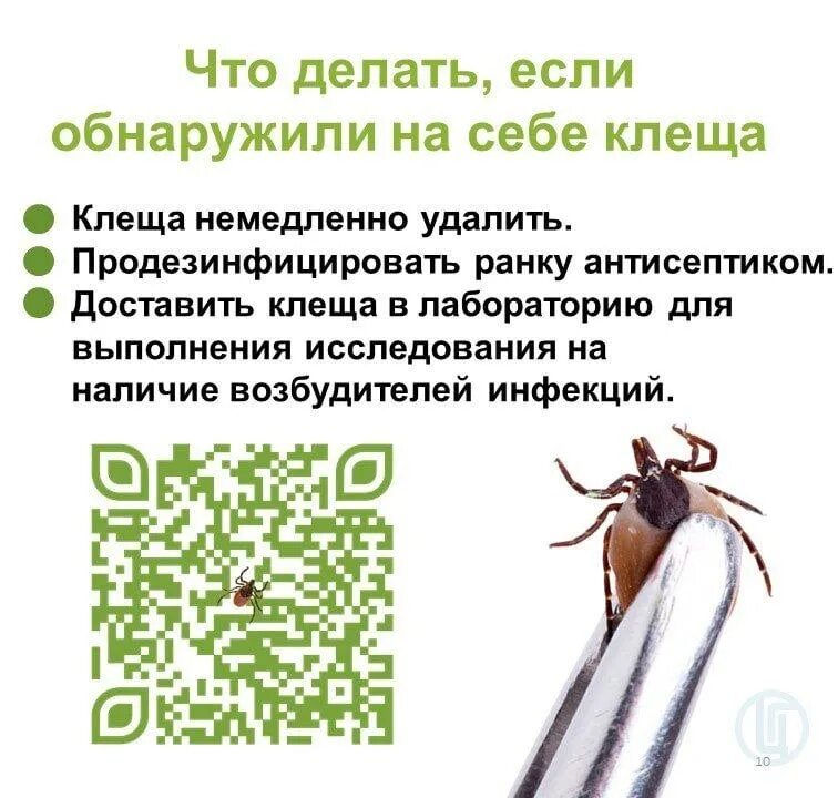 Если укусил клещ но есть прививка. Как выглядит сыпь при укусе клеща. Памятка как избежать укуса клеща. Укус энцефалит клещевой энцефалит. Клещевые инфекции клещевой энцефалит.