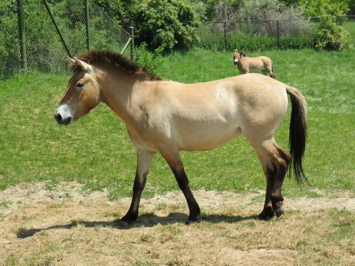 Пржевальский лошадь Пржевальского. Дикая лошадь лошадь Пржевальского. Лошадь Пржевальского ареал. Дикая лошадь Тарпан. Почему лошадь пржевальского