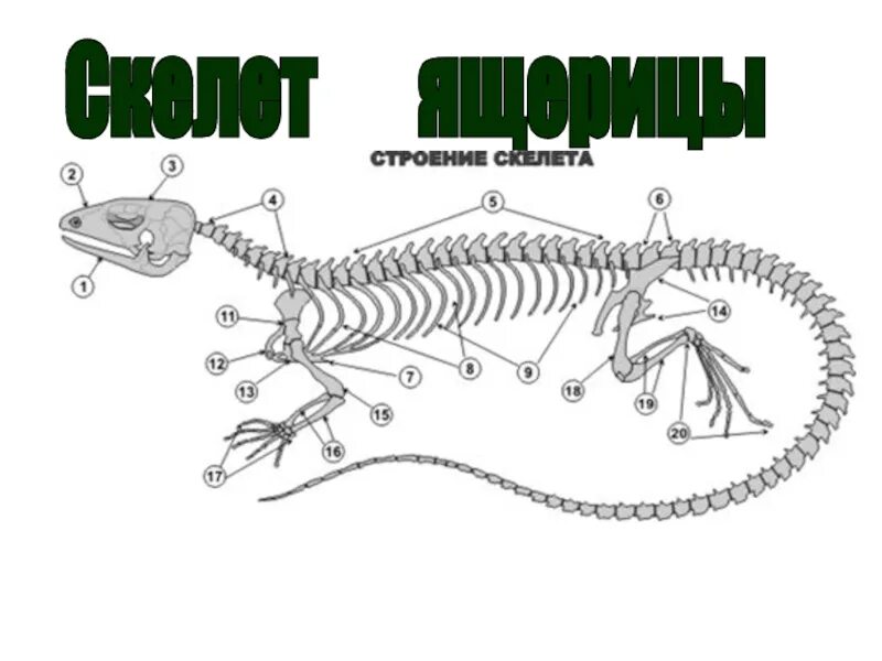Строение скелета ящерицы. Скелет пресмыкающихся ящерицы. Строение скелета пресмыкающихся. Скелет пресмыкающихся 7 класс.