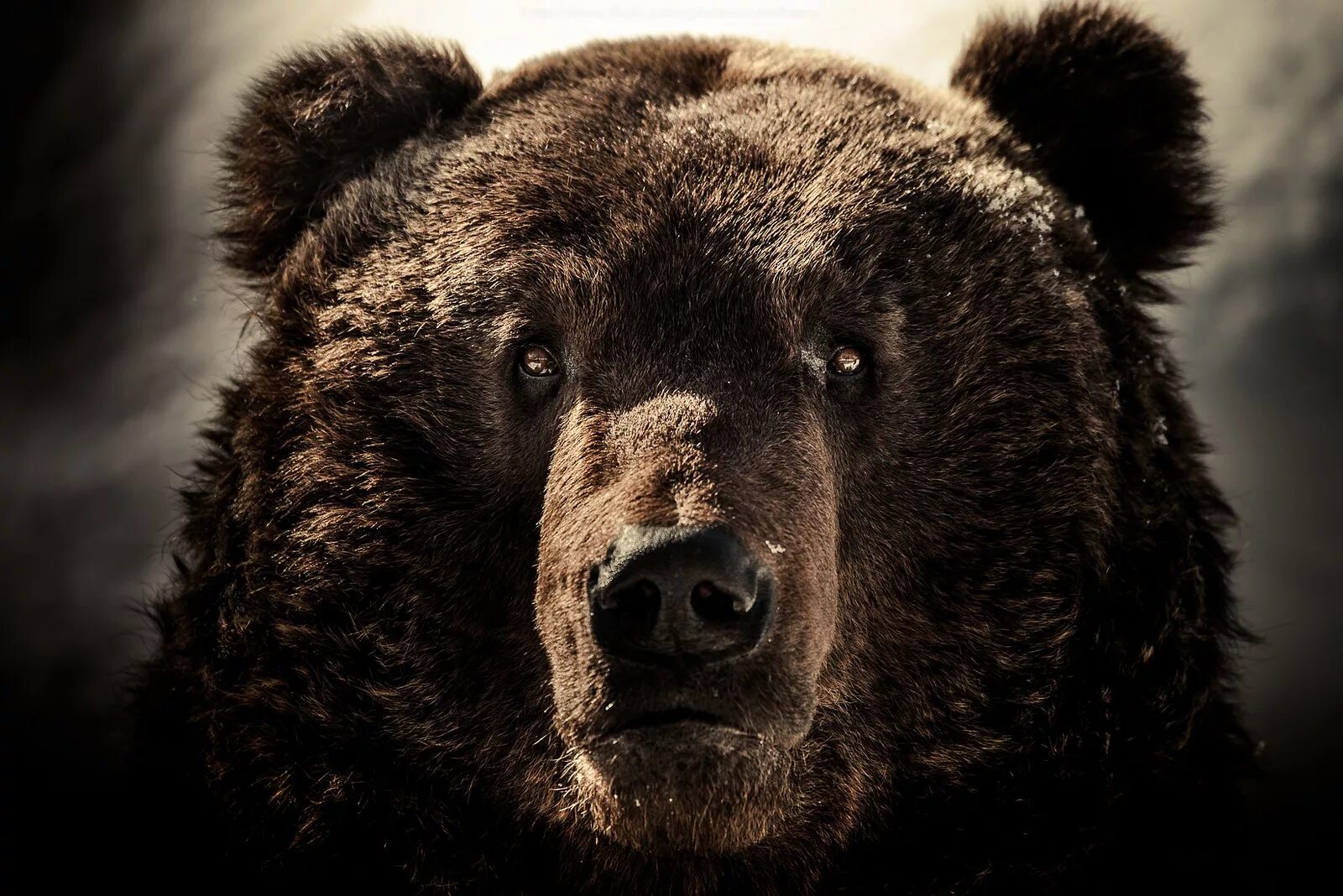 Русская медведь сил. Грозный медведь Гризли. Русский медведь. Морда медведя. Аватарка медведь.