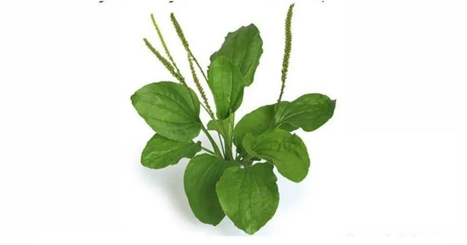 после подорожника