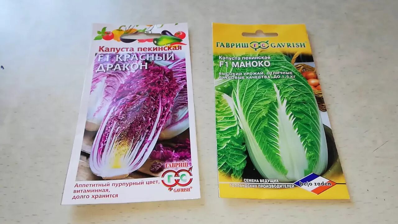 Как посадить семена пекинской капусты