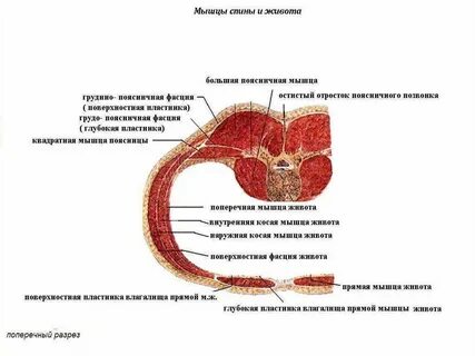 Фасция поперечной мышцы живота