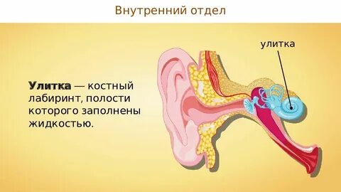 Слизистая оболочка уха