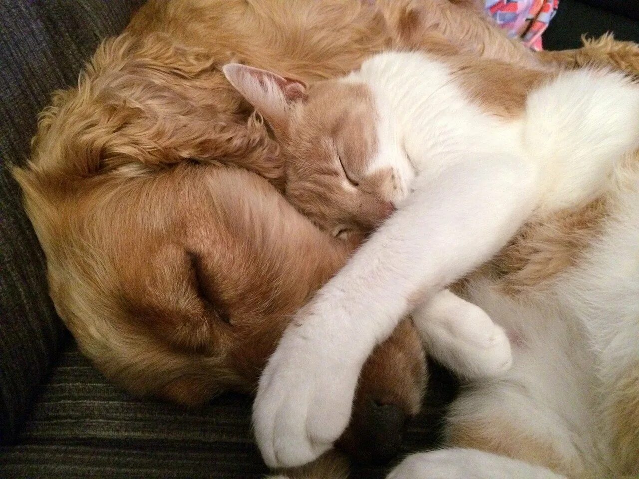 Спящие кот и собака. Спящие котята. спящие в обнимку коты.