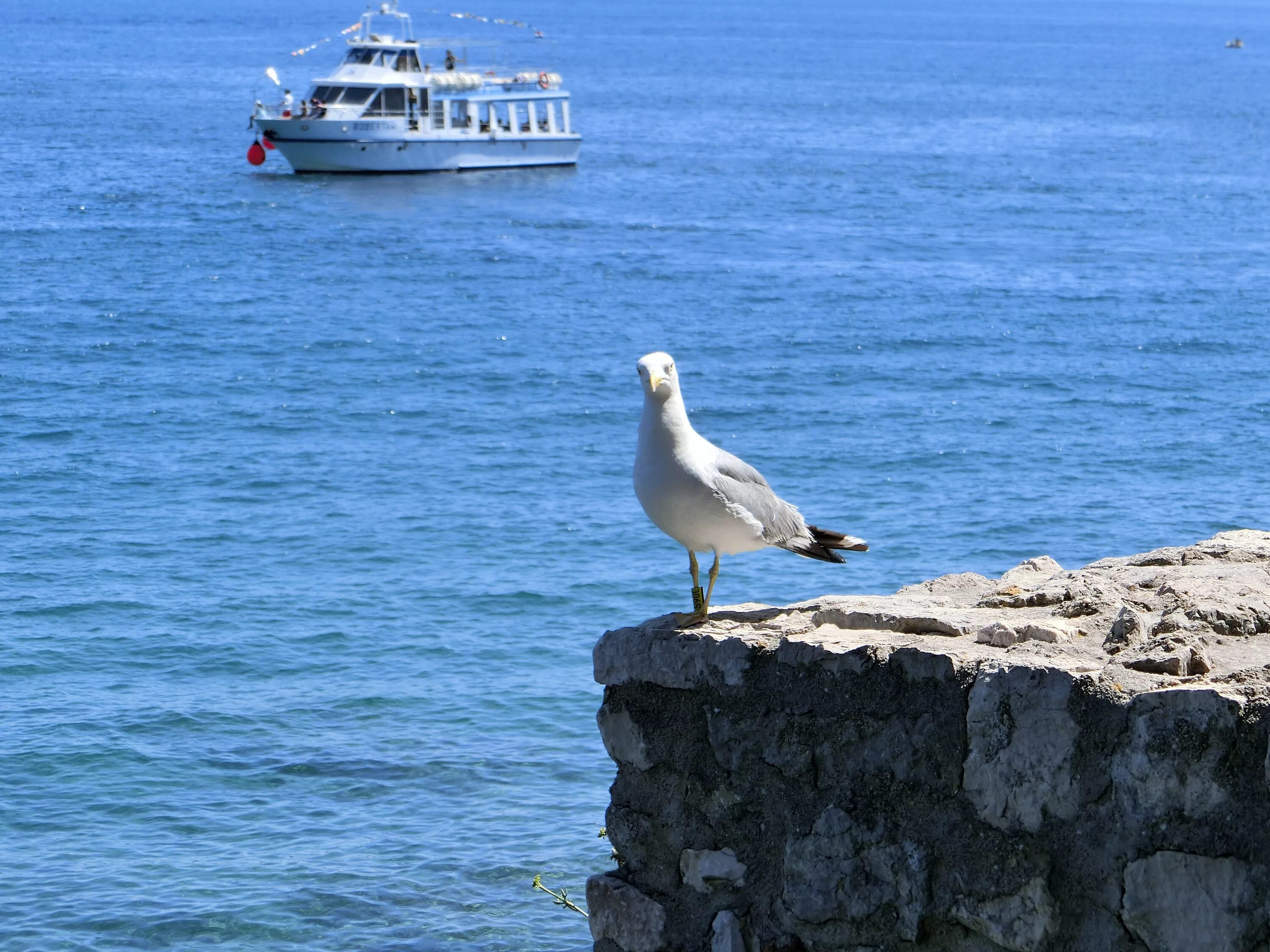 Чайки на Ольхоне. Seagull Анапа. Петергоф залив Чайки.