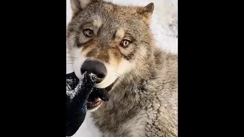 Жизнь волка видео