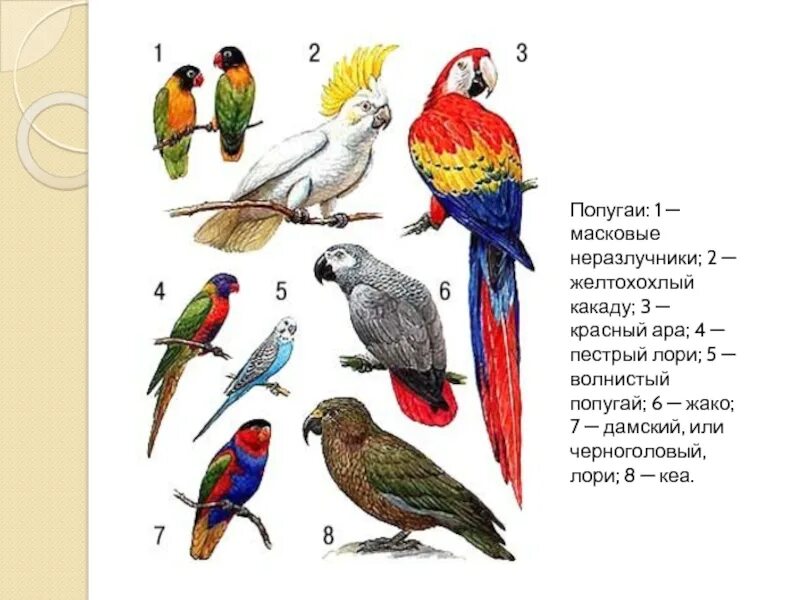 Попугаи неразлучники Какаду. Картинки попугаев по видам. Виды попугаев схема. Попугай птица названия.
