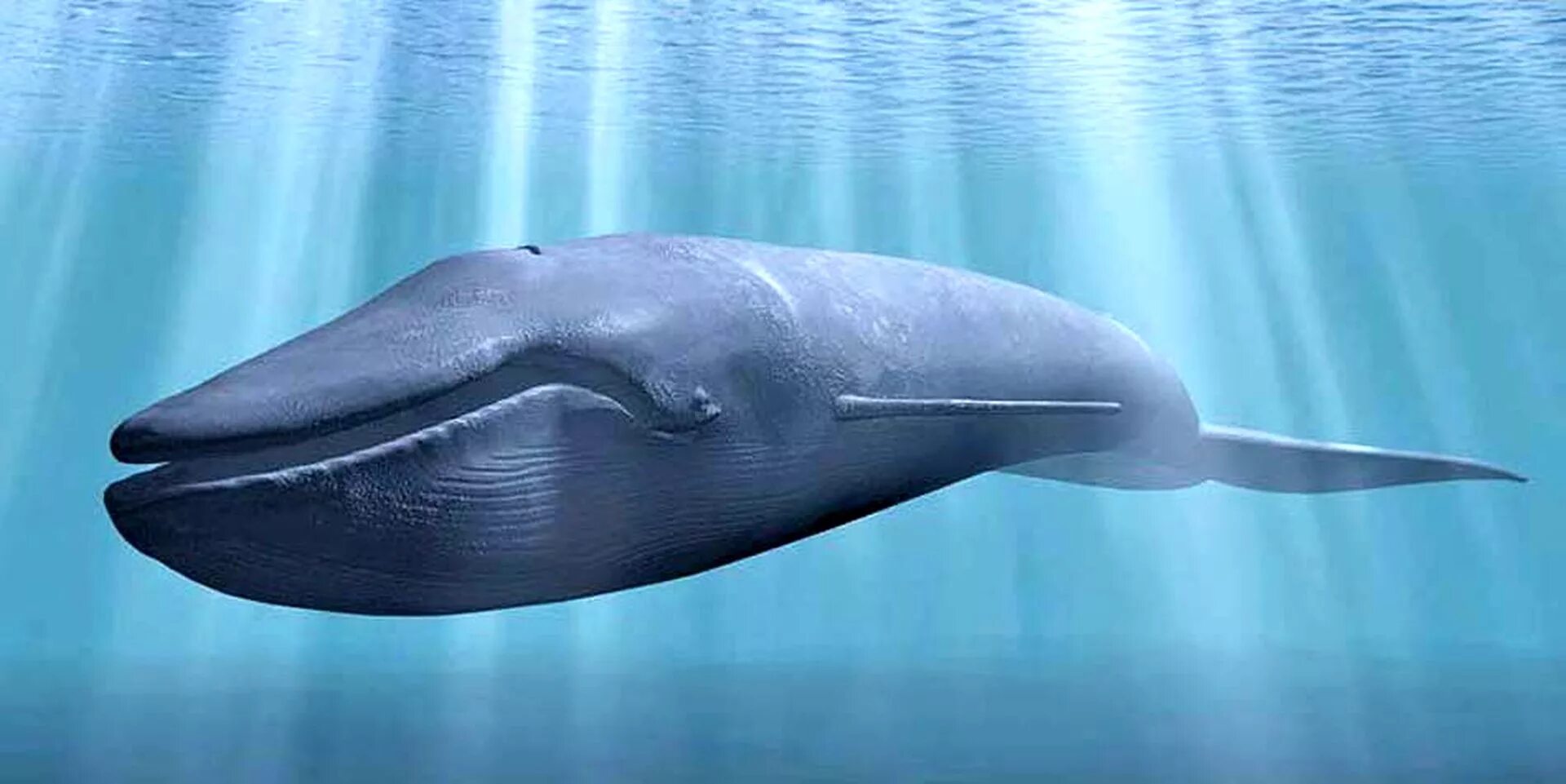 Самое большое животное жившее на земле. Синий кит млекопитающее. Отряд китообразные самый большой кит. Голубой кит млекопитающее. Морские млекопитающие синий кит.