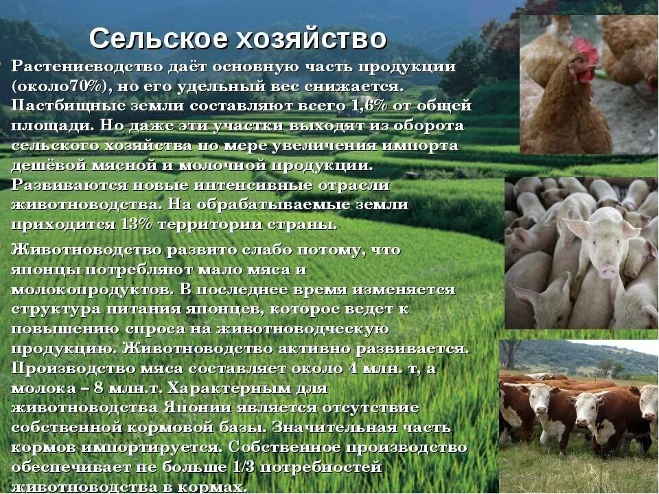 Укажите отрасль животноводства тяготеющую. Промышленность сельское хозяйство скотоводство. информация о сельском хозяйстве. отрасли растениеводства и животноводства. рассказать о сельском хозяйстве.