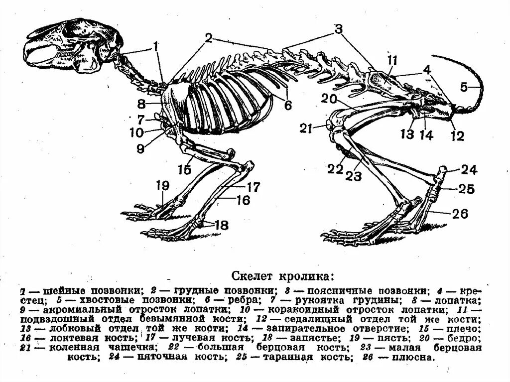 Строение скелета млекопитающих кролика. Строение скелета кролика. Строение скелета кролика с подписями. Скелет кролика биология.