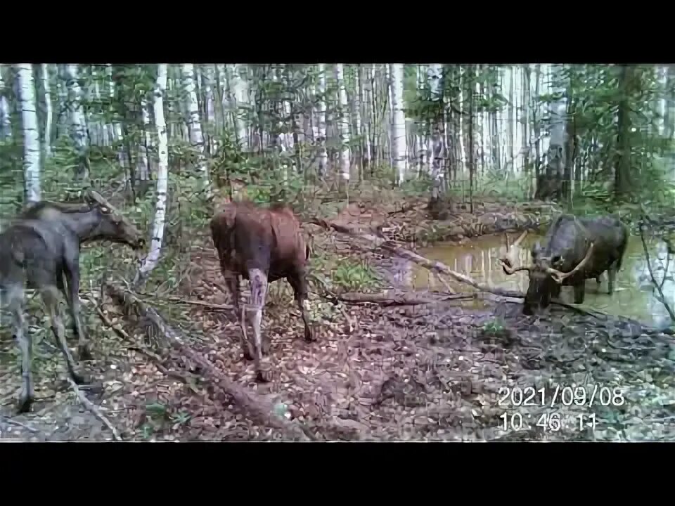 Покажи лосей видео. Гигантский лось на аляске. Лось бежит. Лось пробежал углич. Убойные места лося.