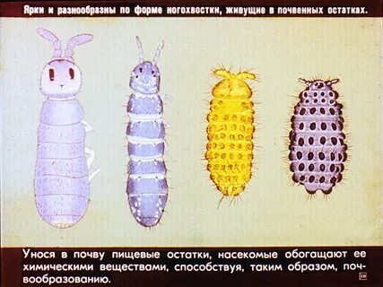 Одомашненные насекомые