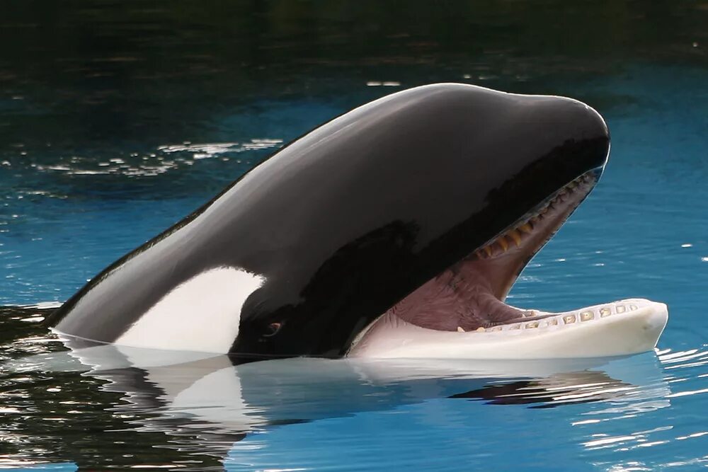 Killer Whale Culture Revealed by Mimicking Us Scientific American