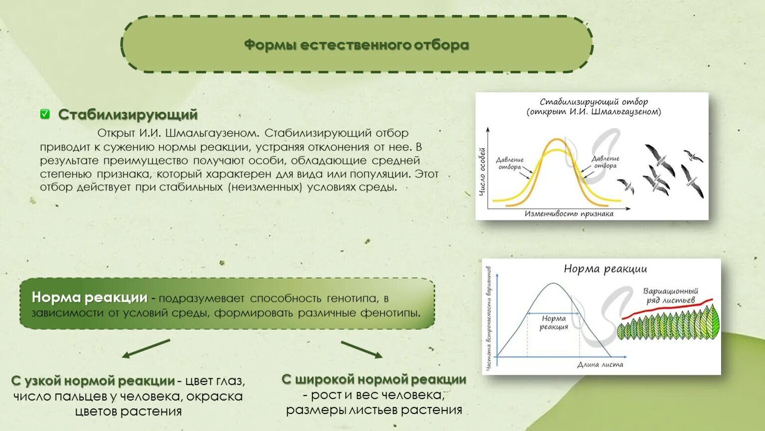 Формы естественного отбора. Стабилизирующая форма естественного отбора. Естественный отбор формы естественного отбора. Формы естественного отбора движущий и стабилизирующий. Стабилизирующая форма отбора результат