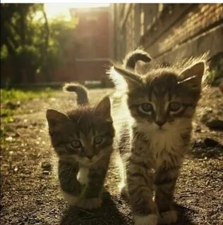 Включи мне кошек которые