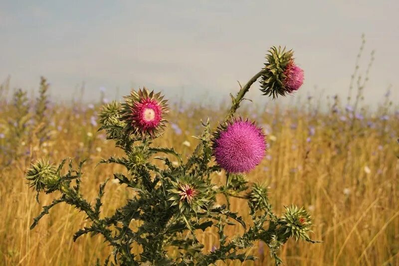 Чертополох луговой. Татарник колючий чертополох. Татарник чертополох. Расторопша медонос. Татарник чертополох.