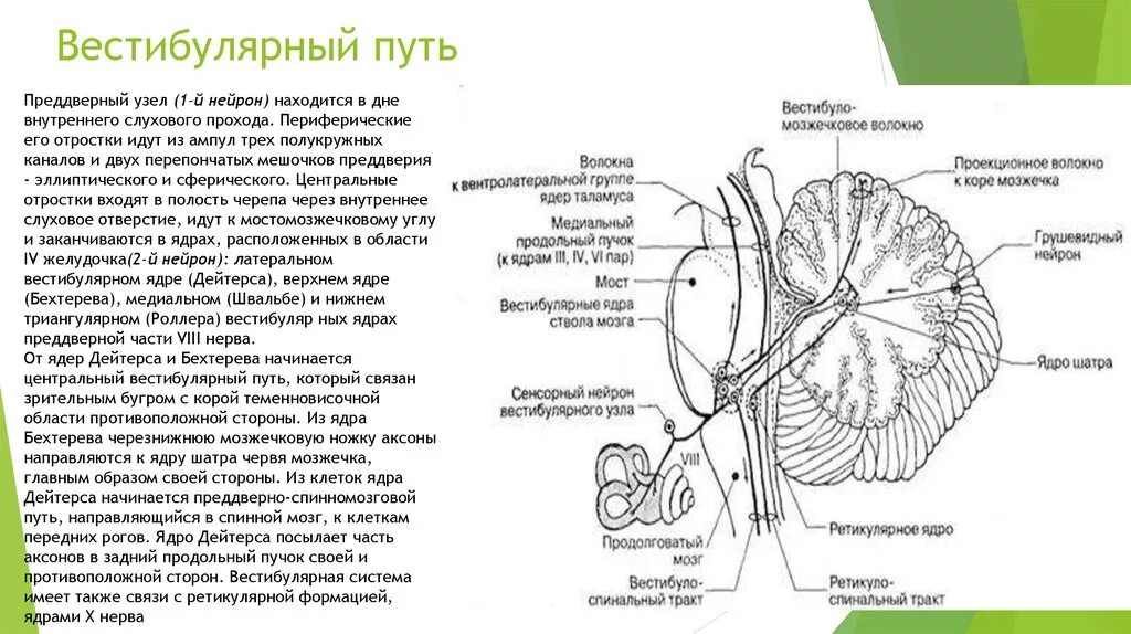 Проводящий путь вестибулярного анализатора. Вестибулярное ядро мозжечка. Схема связей мозжечка с другими структурами цнс. Вестибулярные ядра мозжечка. Преддверно-улитковый нерв схема пути.