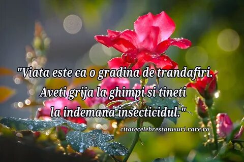 Viata. o. trandafiri. 