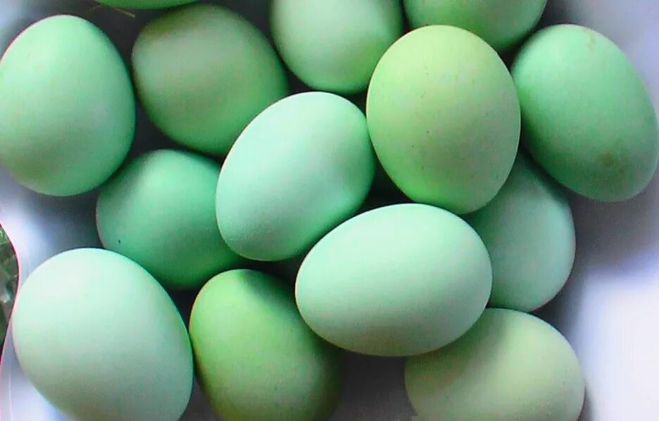 Зеленые яички. Лакеданзи яйца. Инкубационное яйцо Ухейилюй. Лакендази цвет яйца. Ухейилюй куры яйца.