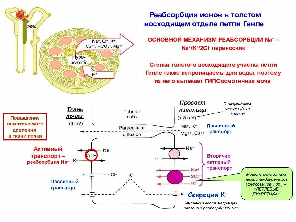 Липофильность лекарственных веществ это. Факторы, обеспечивающие механизмы фильтрации, реабсорбции. Регуляция канальцевой реабсорбции схема. Канальцевая реабсорбция. Силы определяющие интенсивность фильтрации и реабсорбции.