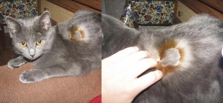 Кошка зализывает рану
