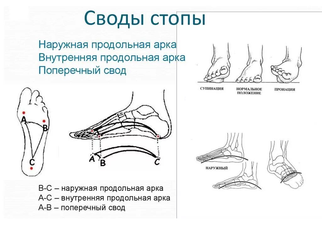 Строение сводов стопы. Поперечный свод стопы схема. Точки опоры продольного свода стопы. Поперечный свод стопы связки.