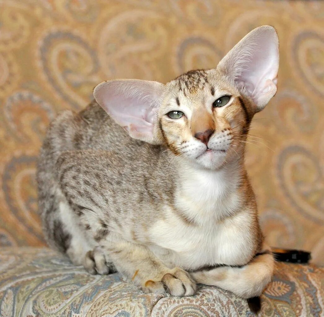 Кот породы Ориентал. Ушастый кот порода Ориентал. Ориентальная короткошерстная кошка. Кот Ориентал вислоухий.