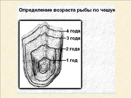 Чешуя возраст